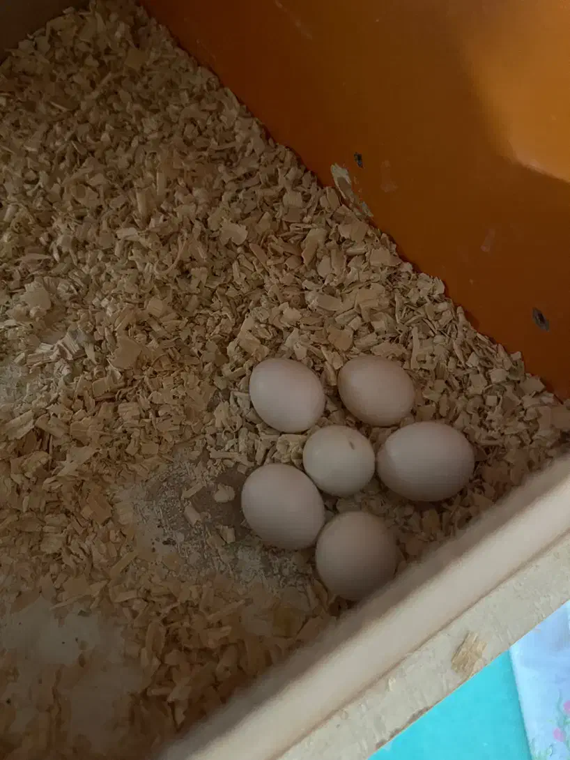 عروس هلندی مولد|پرنده|فردیس, ثابتی|دیوار