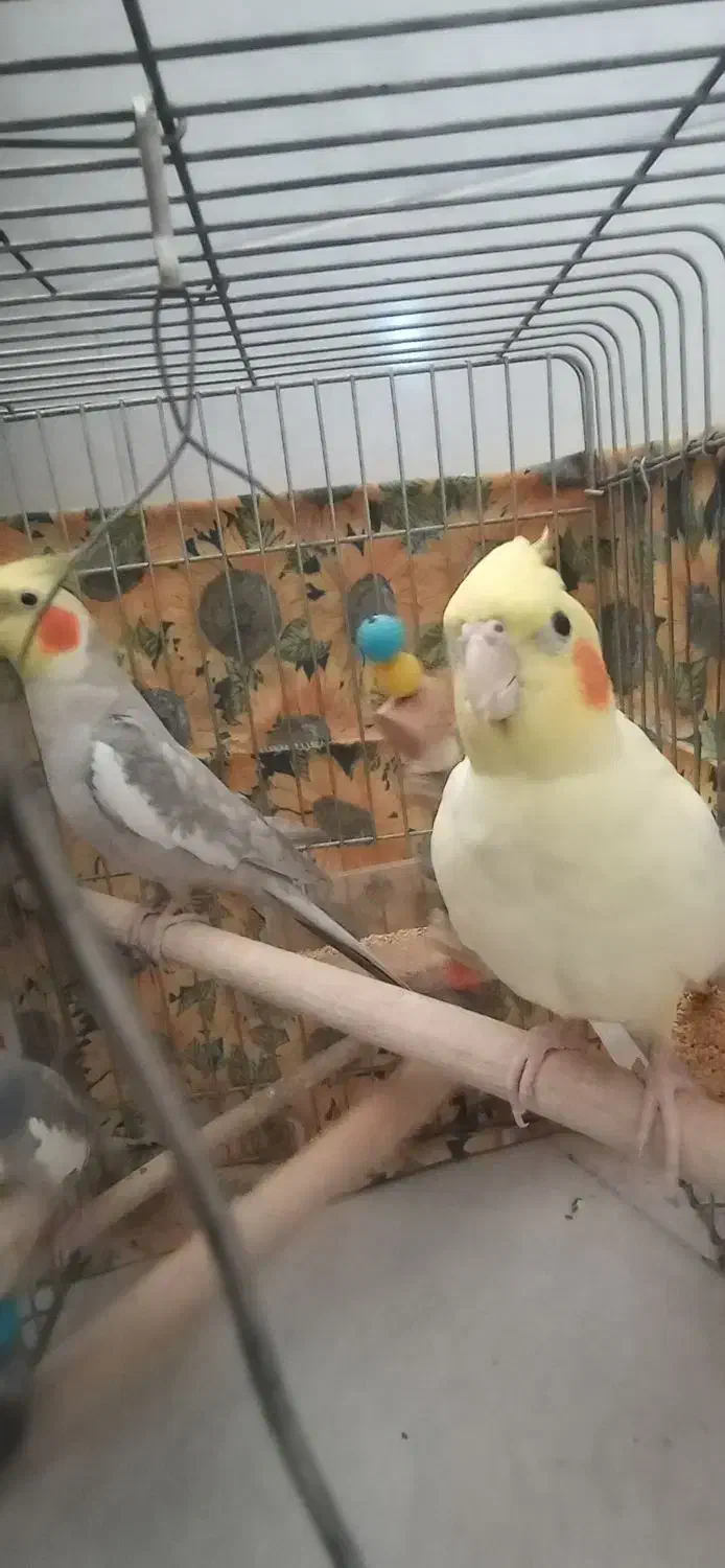 عروس هلندی نروماده|پرنده|قاهان, |دیوار