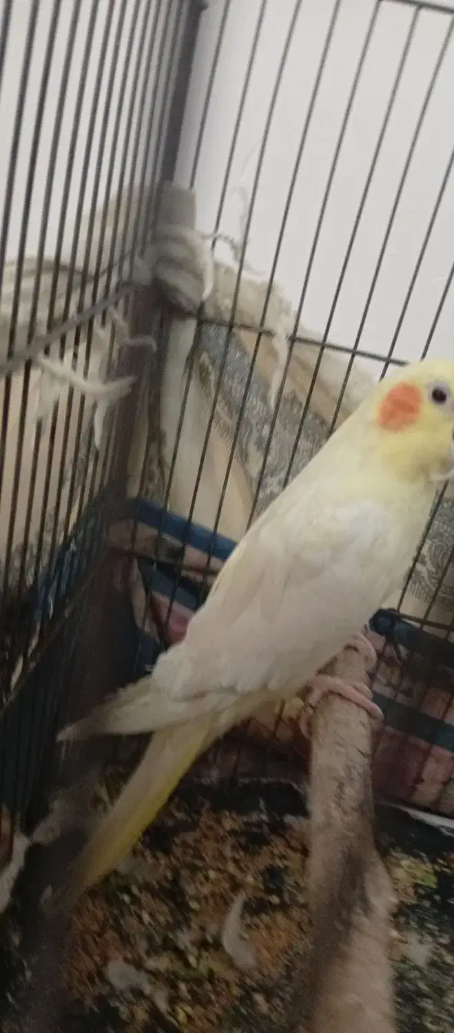 عروس هلندی لوتینو|پرنده|کاشمر, |دیوار