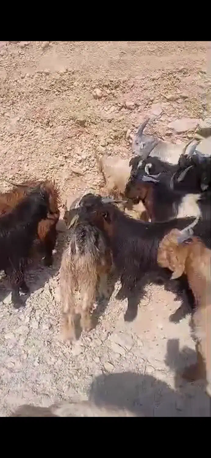 کهرنره چاق مخصوص قصابی|حیوانات مزرعه|جم, |دیوار