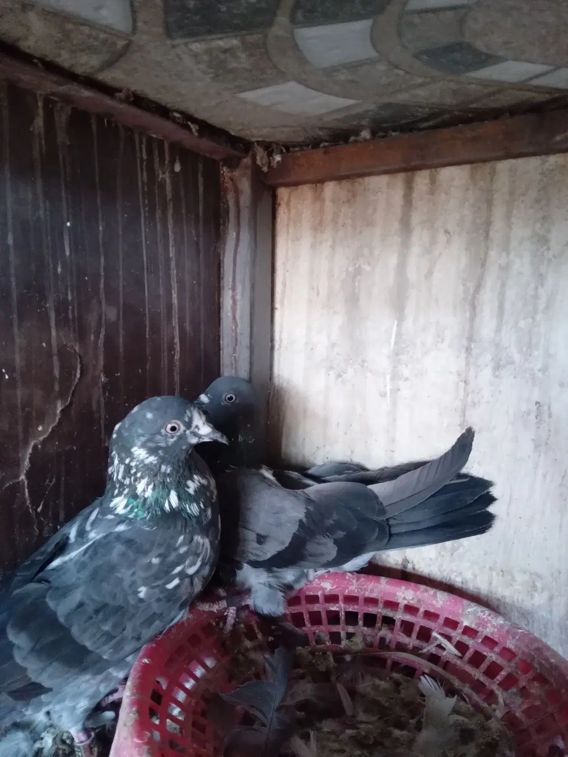 کفترچپرا|پرنده|میناب, |دیوار