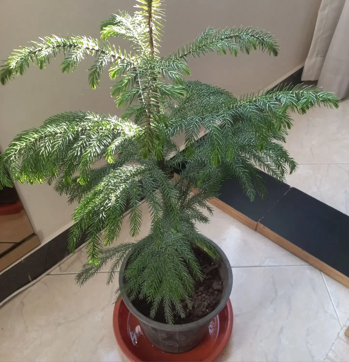 گلدان های گل|گل و گیاه طبیعی|اسلام‌شهر, شهرک مفیدی|دیوار