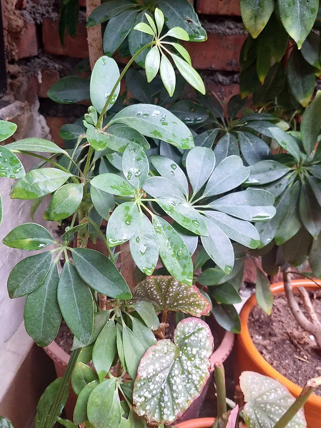 گل آپارتمانی ۱۵۰تومان|گل و گیاه طبیعی|میاندوآب, |دیوار