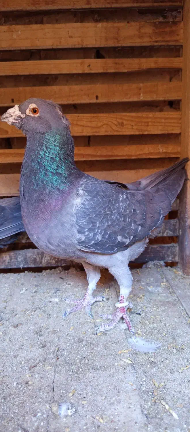 کوهی طاوسی|پرنده|آباده, |دیوار