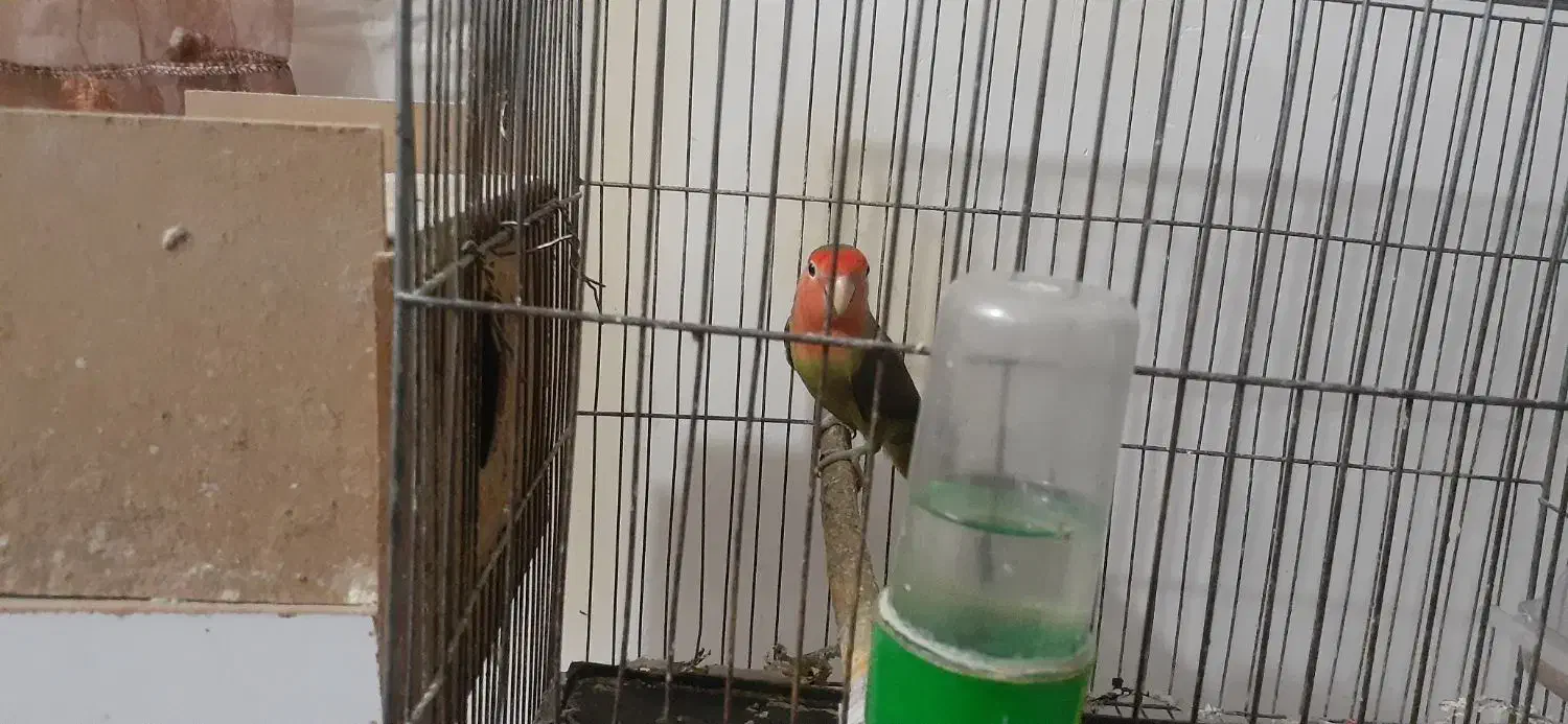 کوتوله مولد تخم گزار|پرنده|آق قلا, |دیوار