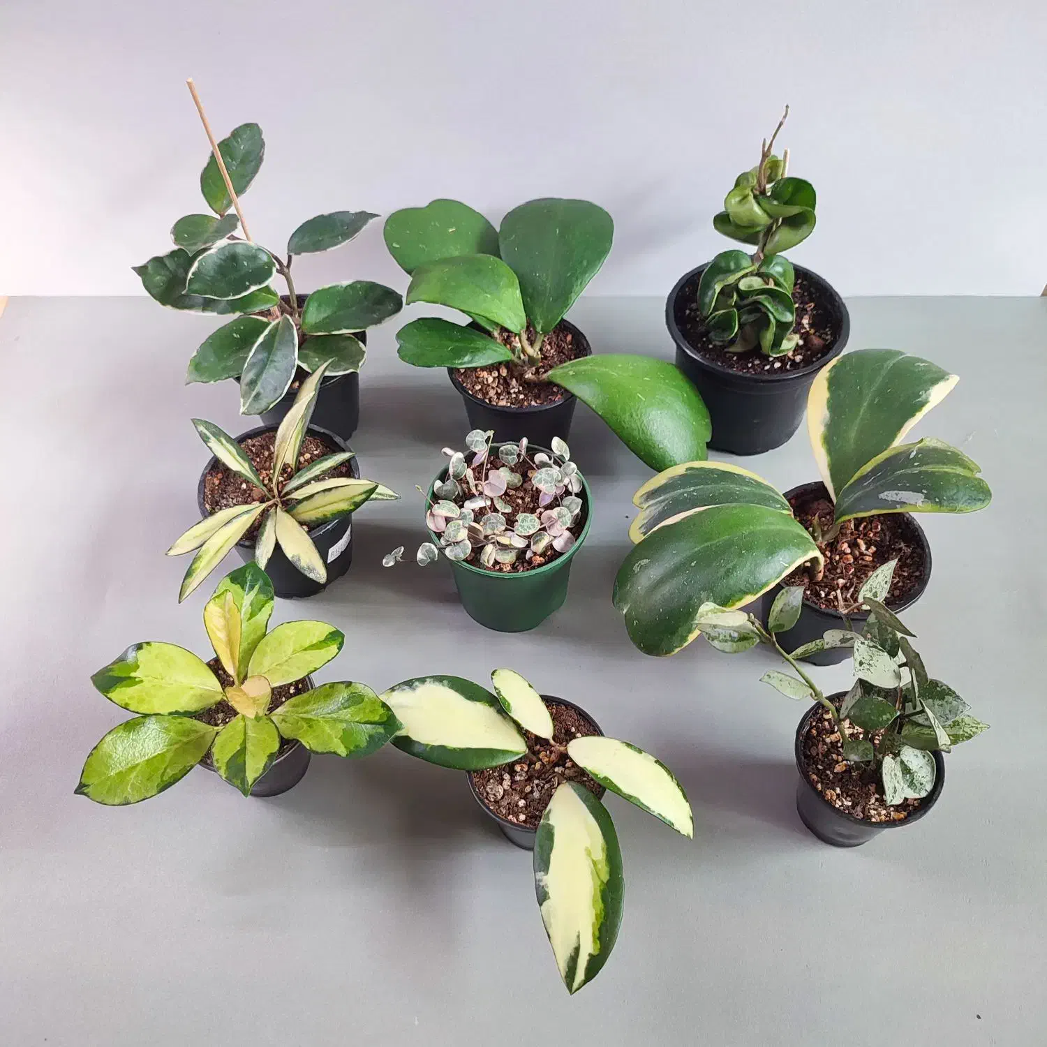 انواع هویاهای خاص و کلکسیونی|گل و گیاه طبیعی|گناباد, |دیوار