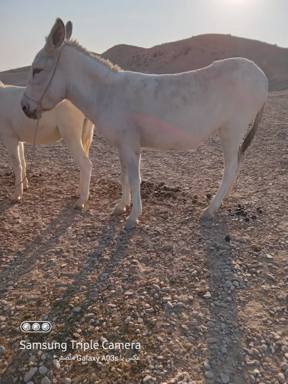 الاغ|حیوانات مزرعه|هندیجان, |دیوار