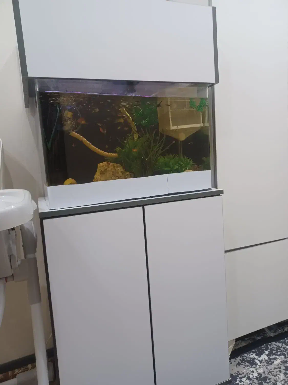 اکواریوم|ماهی|کرج, حسن آباد|دیوار