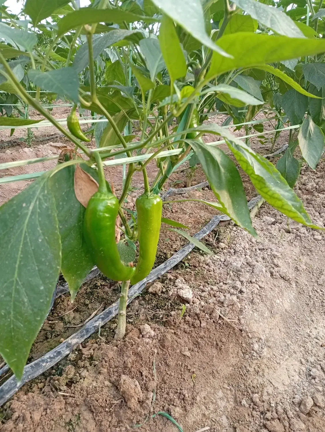 فلفل کاپی درجه یک|عمده‌فروشی|شوشتر, |دیوار