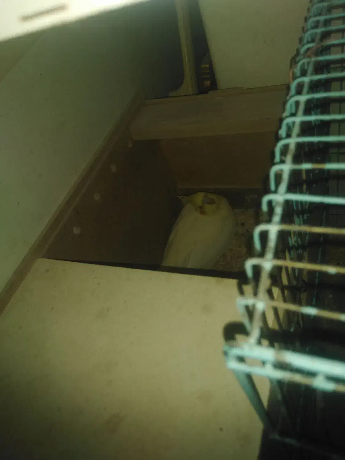 عروس هلندی ماده لوتینو با 6تخم|پرنده|اهواز, کمپلو جنوبی|دیوار