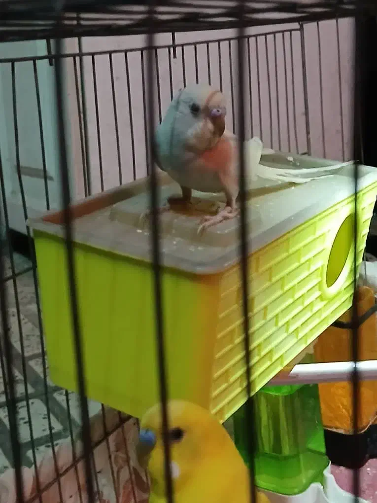 مرغ عشق|پرنده|ری, ملکآباد|دیوار