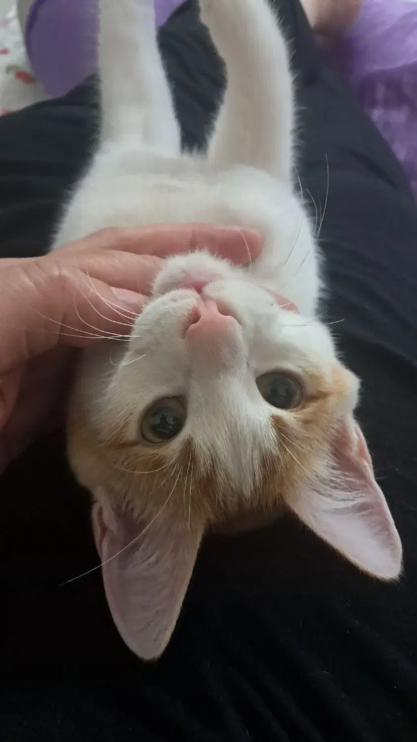 واگذاری گربه|گربه|بابل, |دیوار