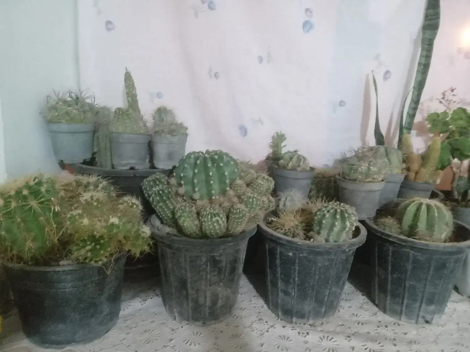 گل کاکتوس|گل و گیاه طبیعی|قوچان, |دیوار