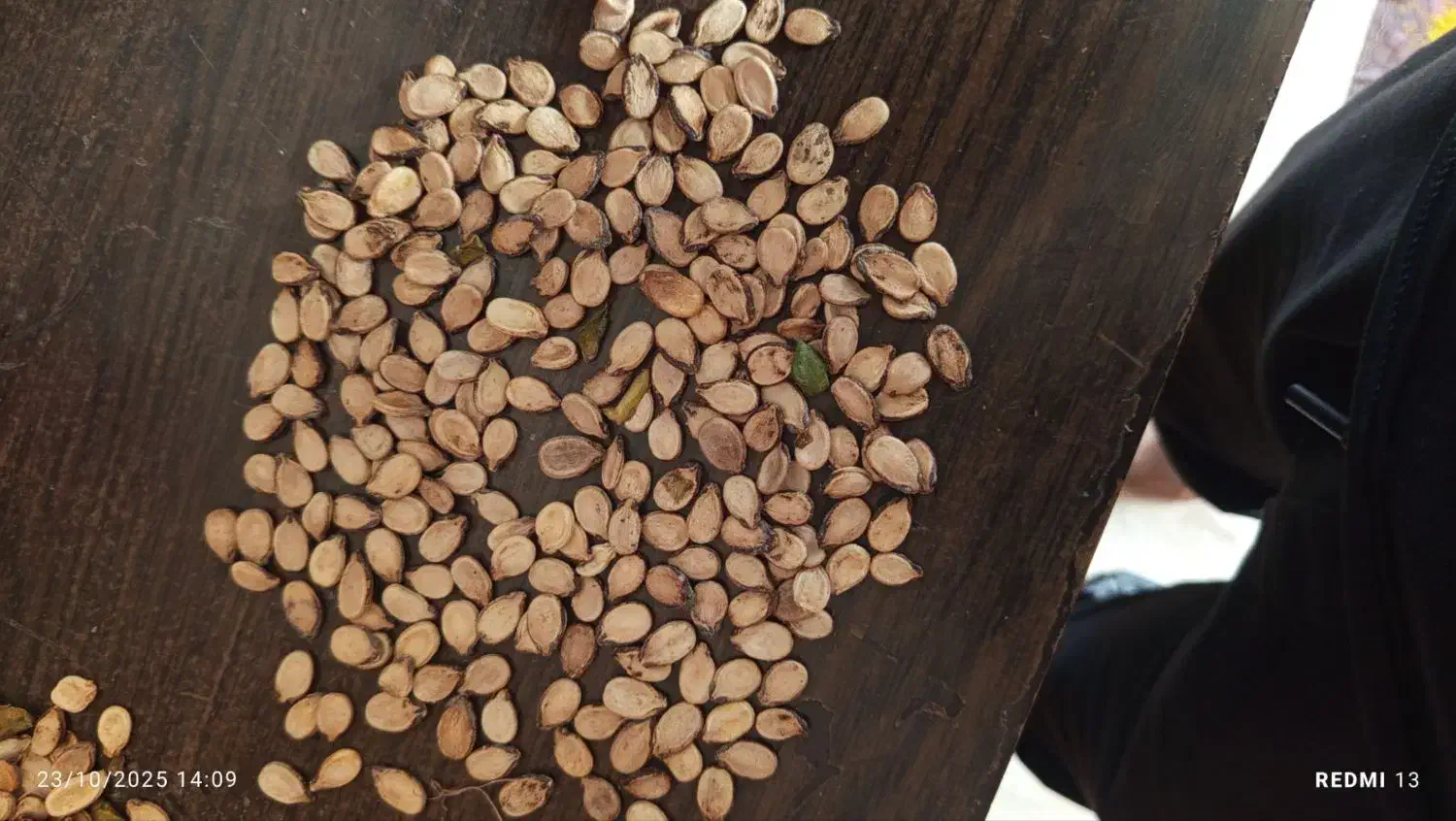 تخم هندوانه خام آجیلی|خوردنی و آشامیدنی|گنبد کاووس, |دیوار