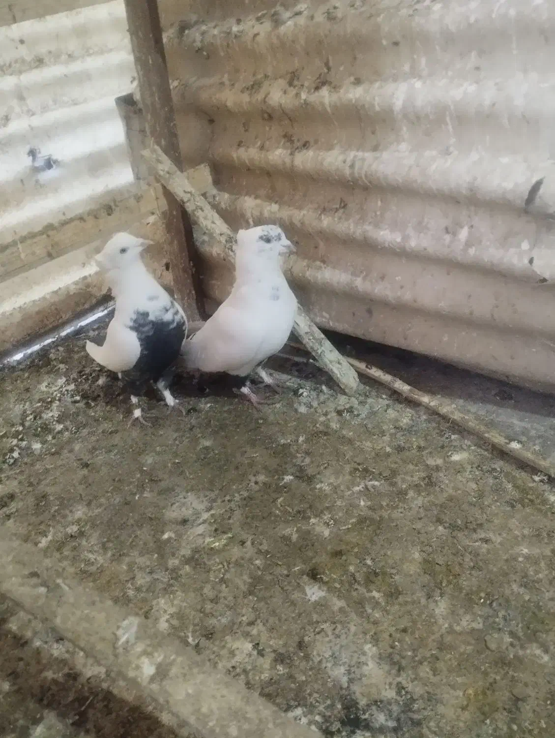 کفتر سالم|پرنده|تهران, بیسیم|دیوار