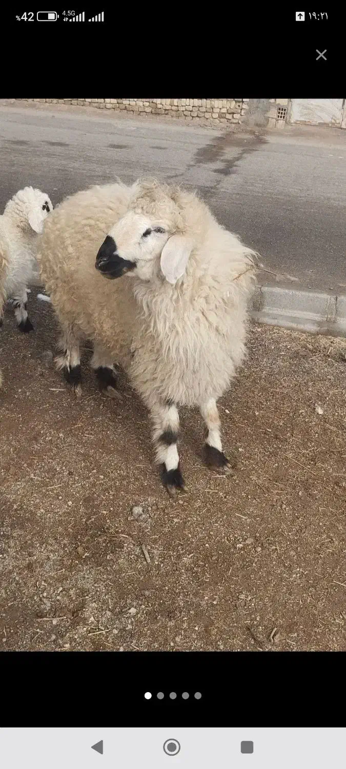 بره نر چاق|حیوانات مزرعه|سربیشه, |دیوار