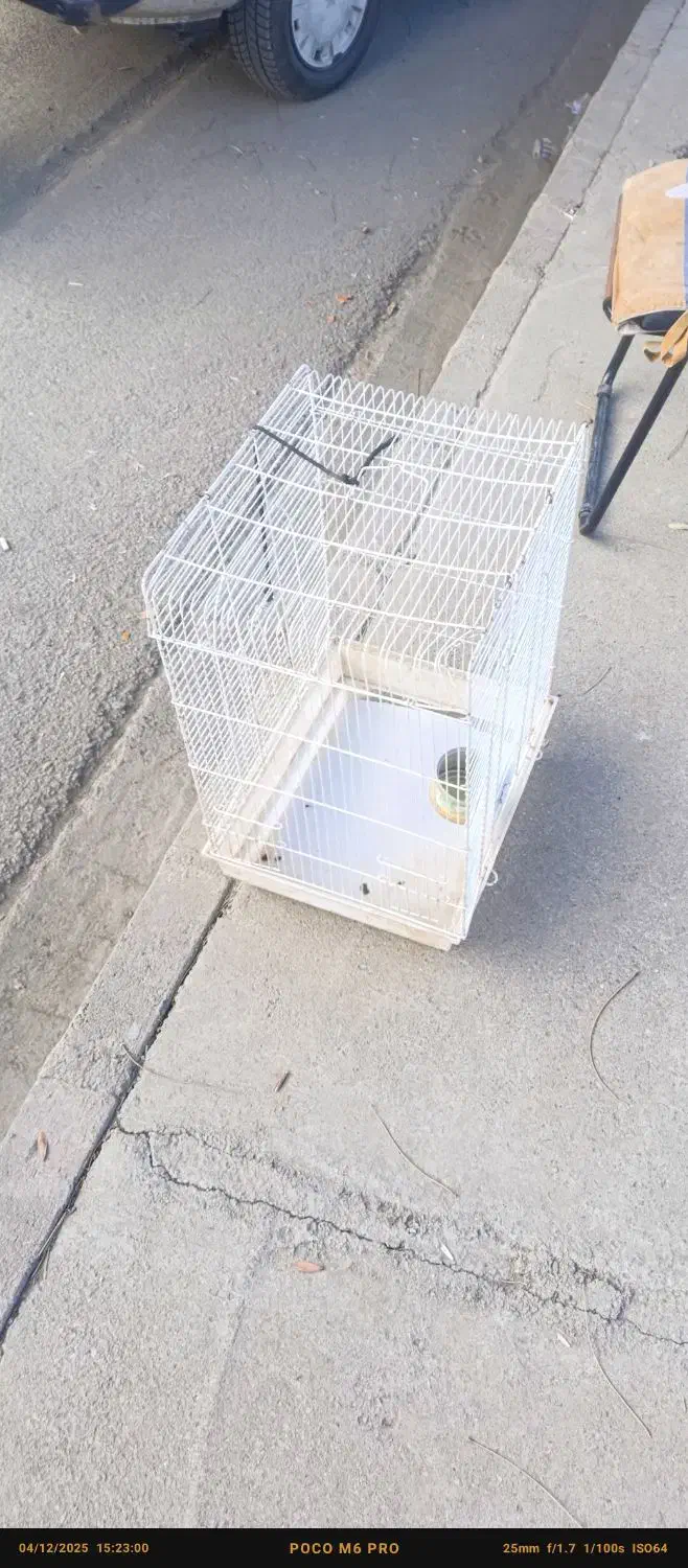 قفس خوب ودرجه یک|پرنده|بانه, |دیوار