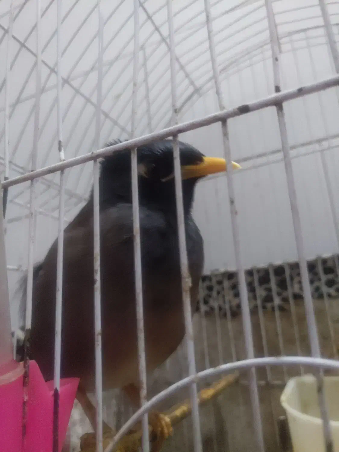 دوتا عروس هلندی ۶ عدد مرغ عشق و یه دونه مرغ مینا|پرنده|تهران, شهرک ابوذر|دیوار