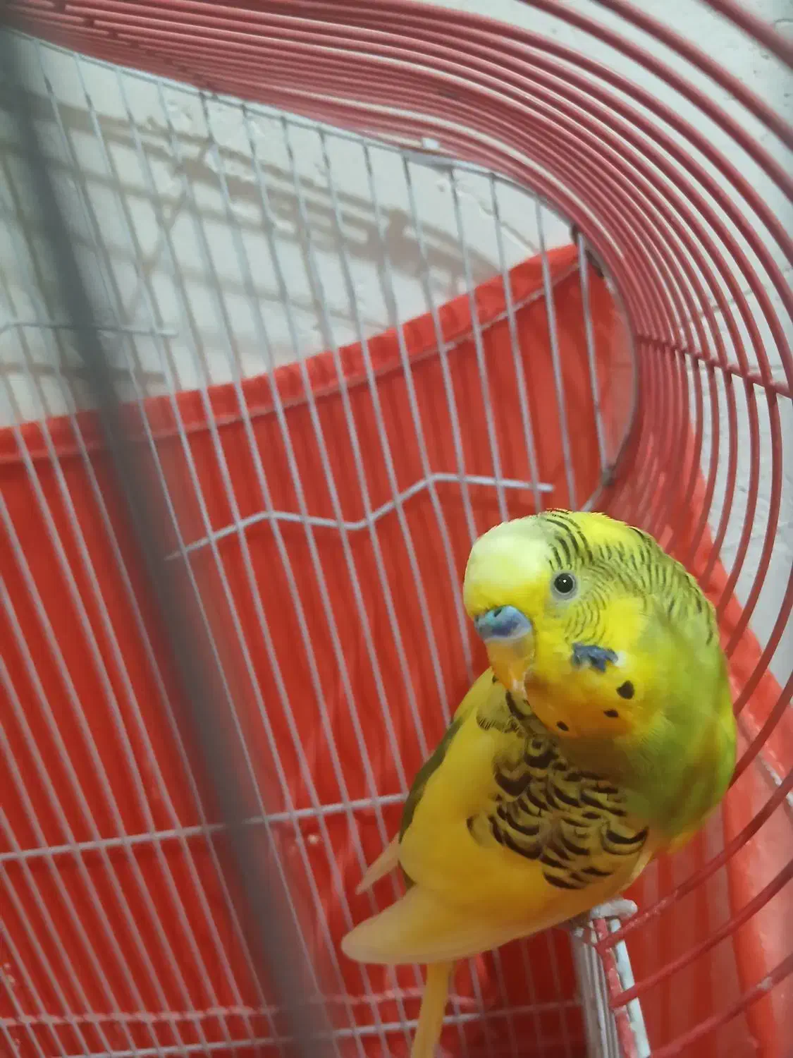 پرنده|پرنده|سرپل ذهاب, |دیوار