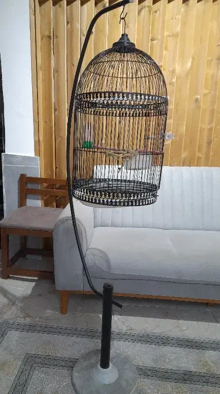 قفس پرنده|لوازم جانبی حیوانات|گنبد کاووس, |دیوار