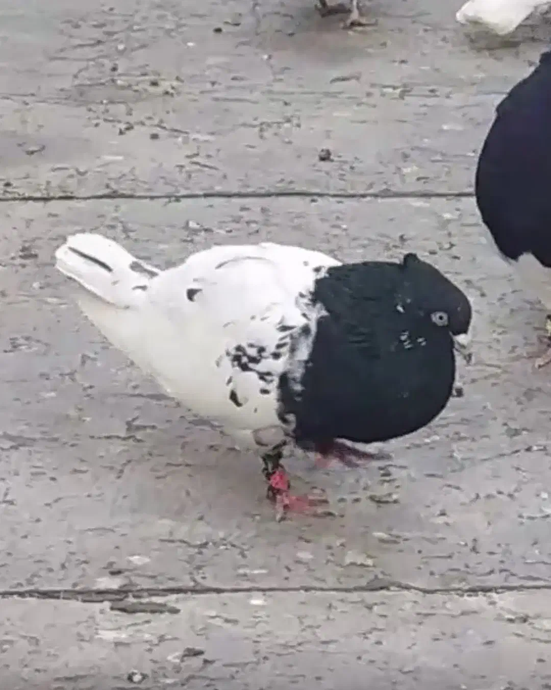 کفتر کله طوقی سوسنی|پرنده|مرودشت, پشت سایپا‎|دیوار