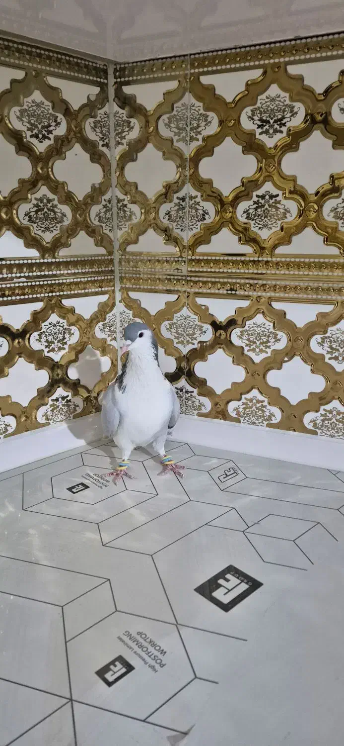 کبوتر بدرنگ .دمگیر|پرنده|شاهین‌شهر, گزبرخوار|دیوار