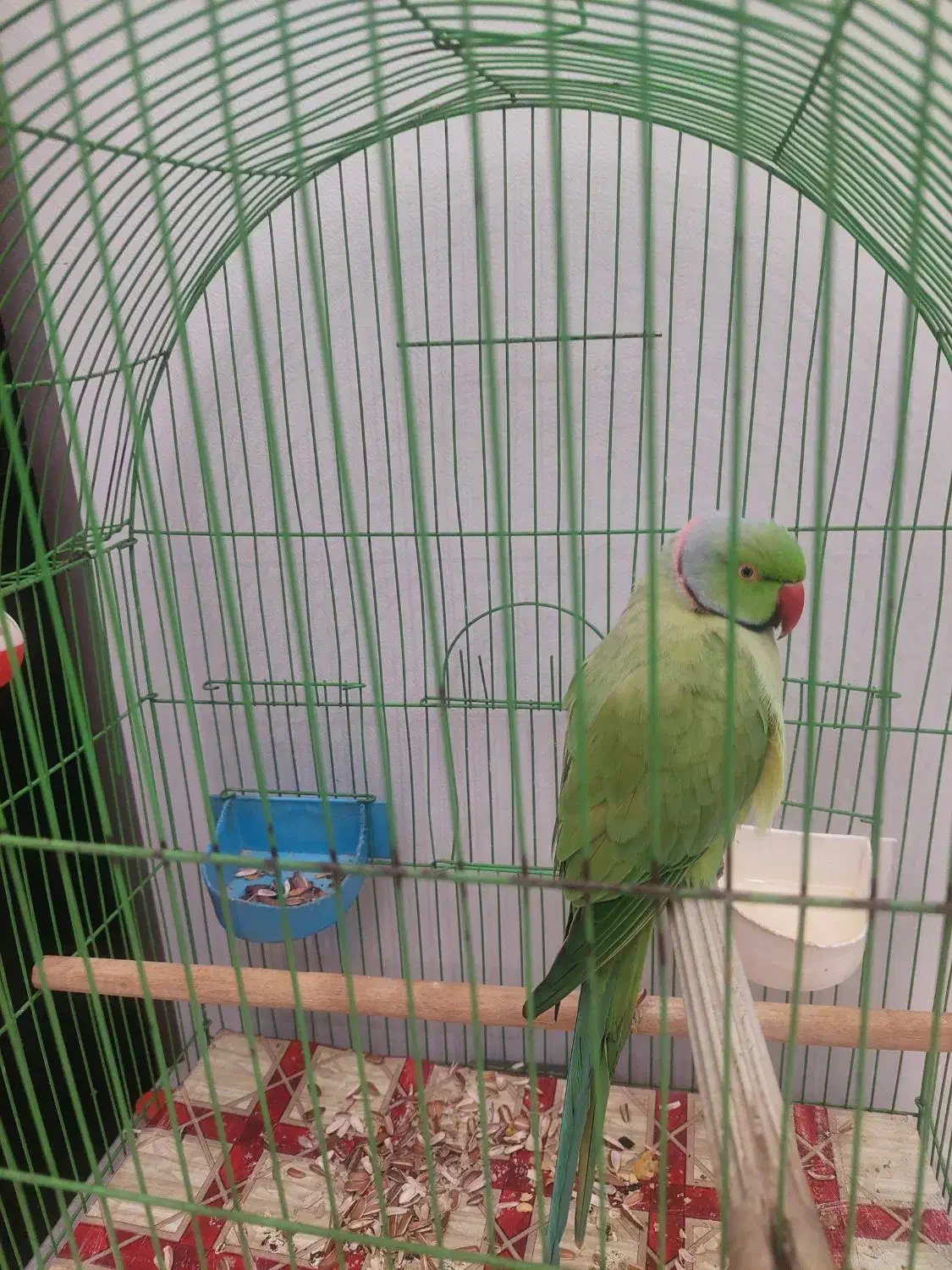 طوطی سخنگو|پرنده|ری, سیزده آبان|دیوار