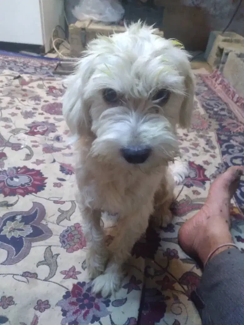 گم شده|حیوانات|دزفول, |دیوار