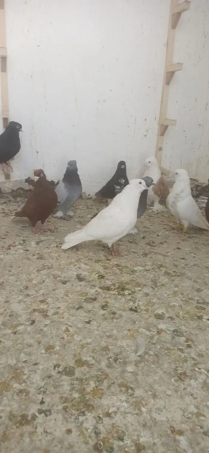 کبوتر|پرنده|شیراز, شهرک گلها|دیوار