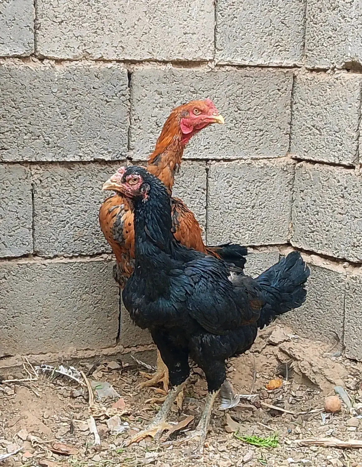 مرغ و خروس لاری|حیوانات مزرعه|سنگان, |دیوار