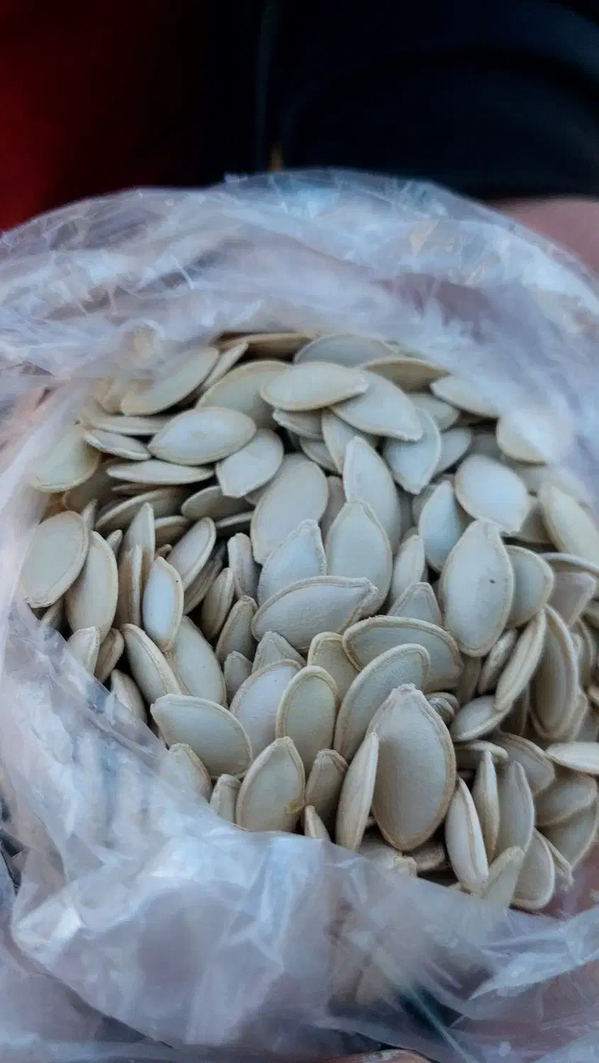 تخمه کدو|عمدهفروشی|آباده, |دیوار