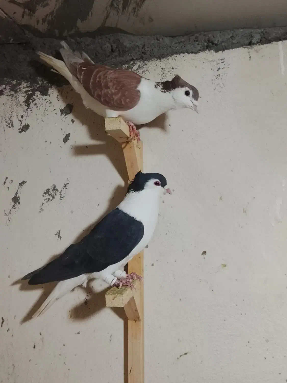 رنگه آس|پرنده|مشهد, رستگار|دیوار