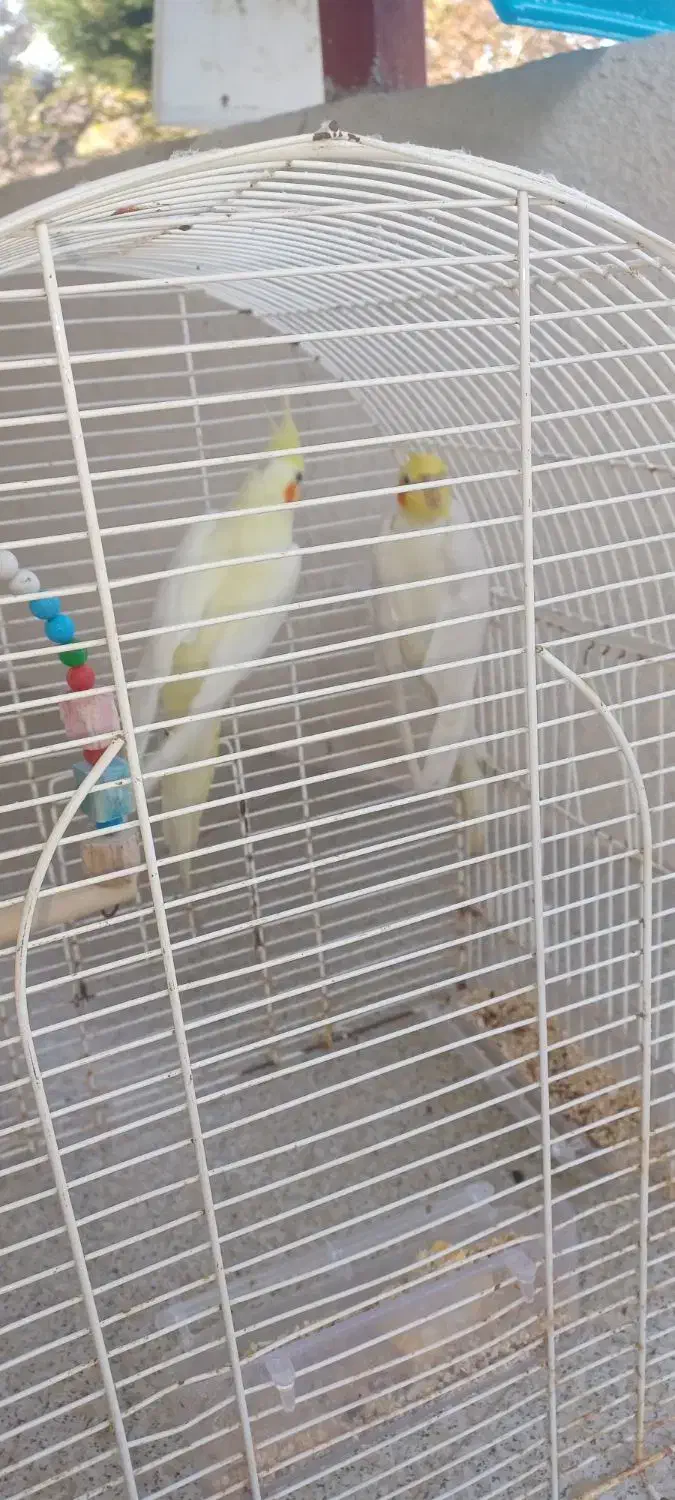 طوطی عروس ماده|پرنده|رشت, آب و برق|دیوار