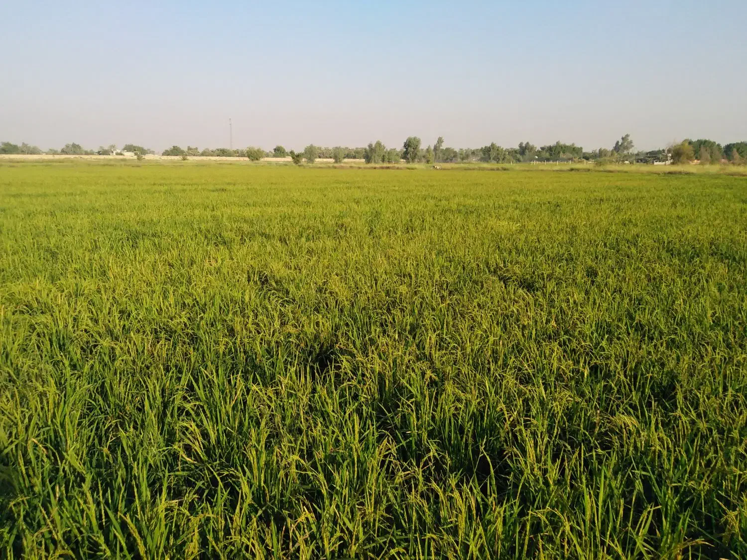 برنج تولکی شوشتر شلتوک|خوردنی و آشامیدنی|امیدیه, |دیوار