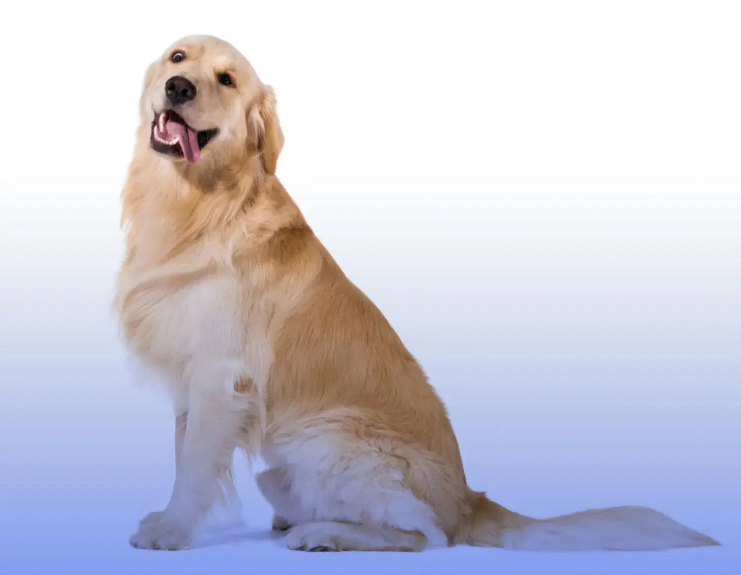 سگ مریض|حیوانات|دوگنبدان, |دیوار