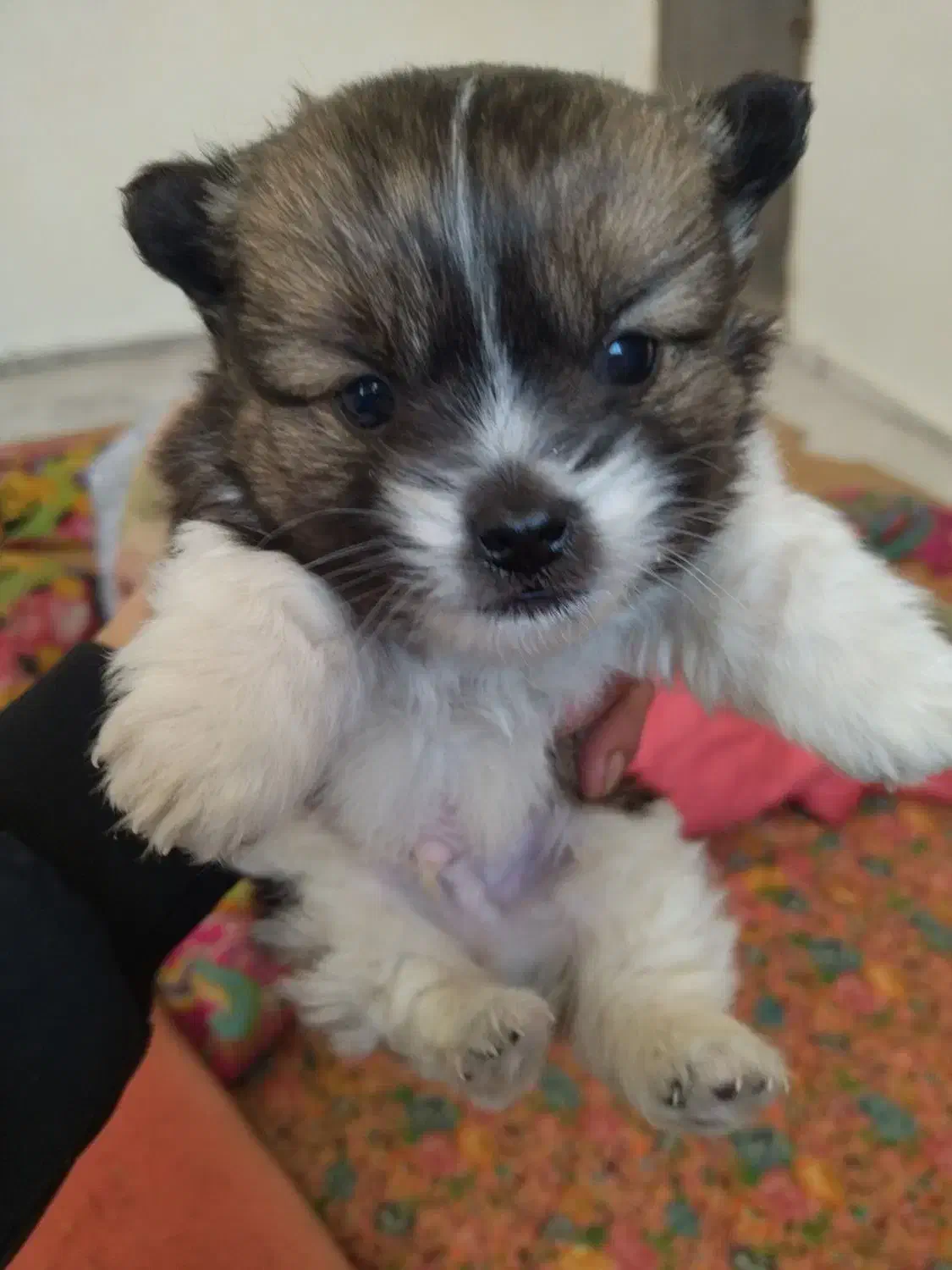 فیندو فسقلی جیبی|سگ|اردبیل, |دیوار