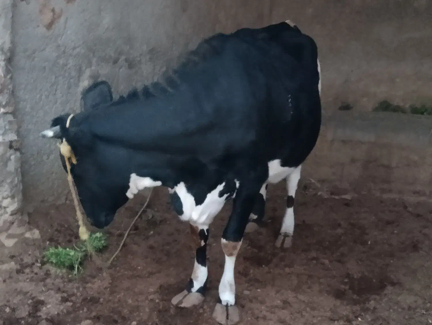 گاو ابست|حیوانات مزرعه|هیرمند, |دیوار
