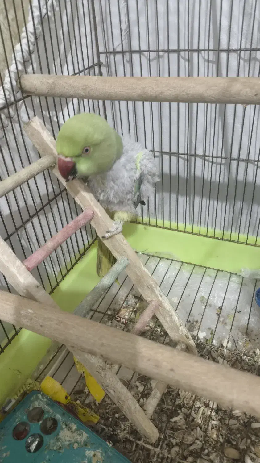 طوطی ملنگو نر|پرنده|شیراز, کوشک میدان|دیوار