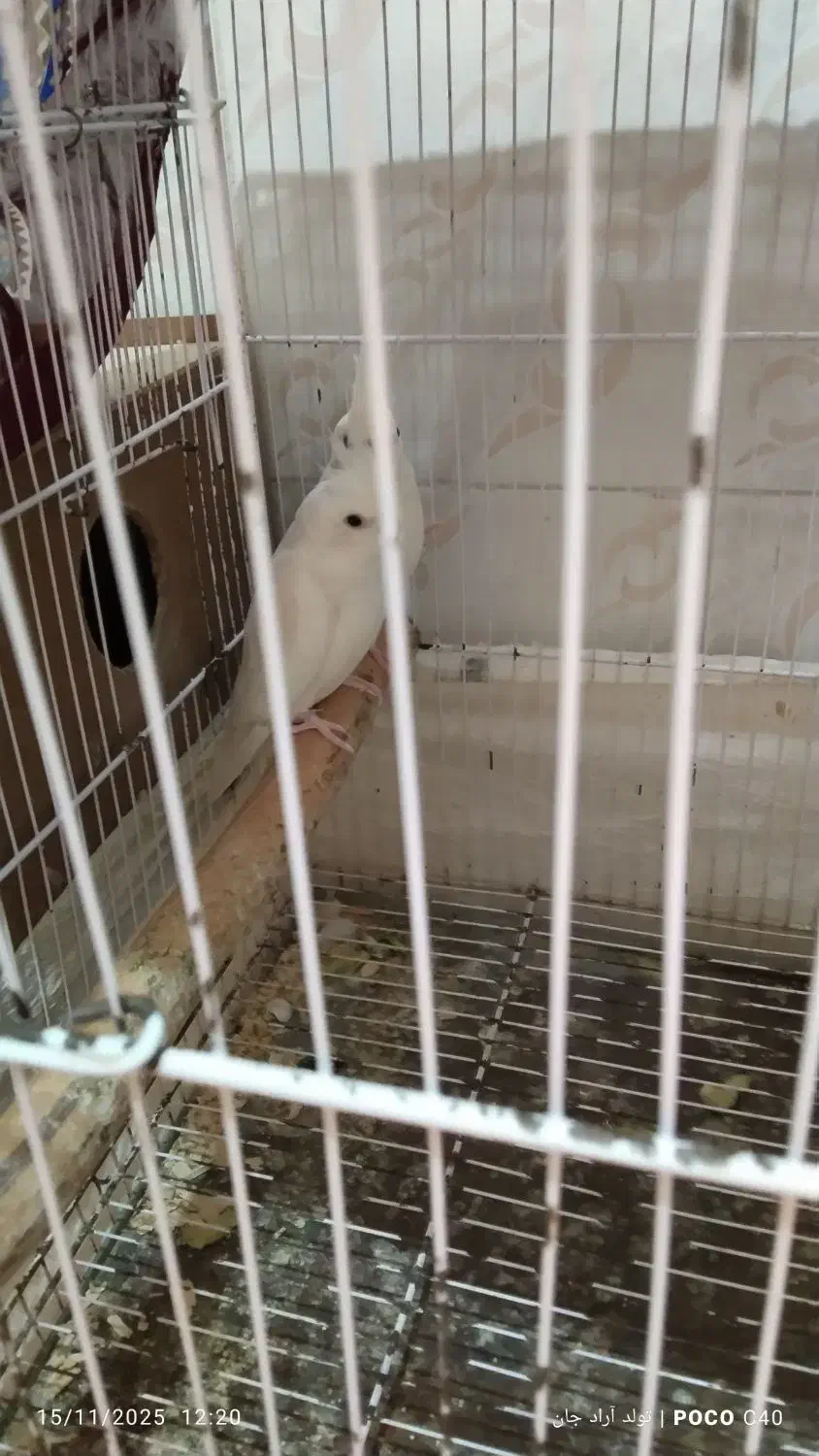 عروس هلندی آلبینو|پرنده|گرگان, |دیوار