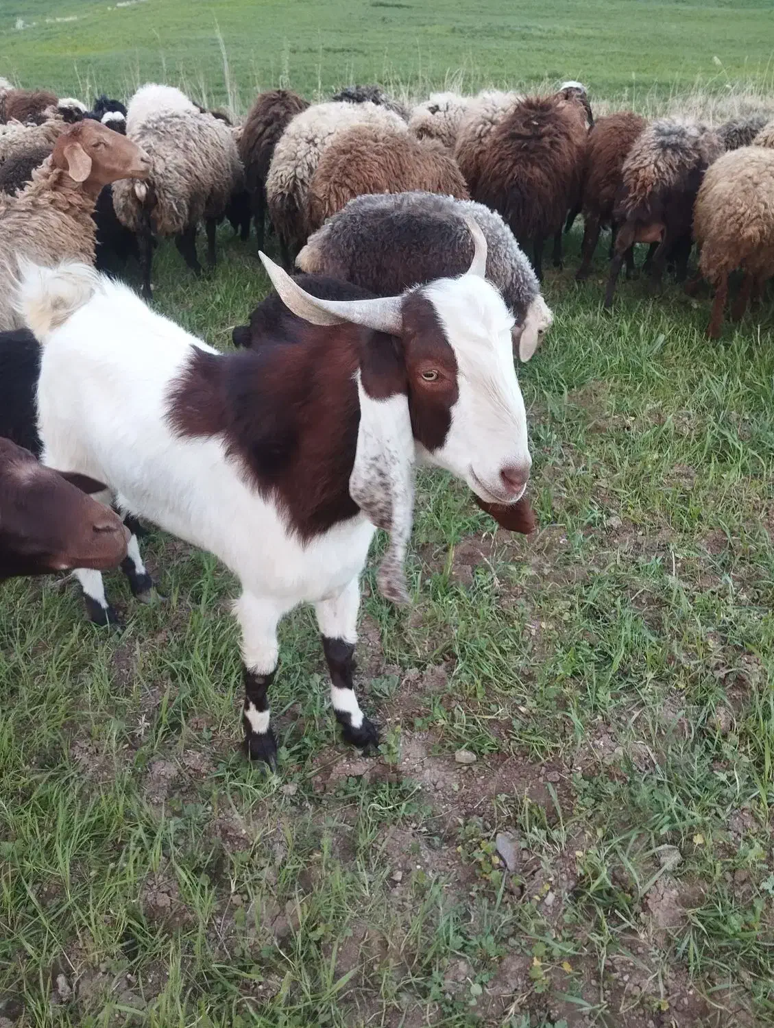 نر بزنجدی|حیوانات مزرعه|کنگاور, |دیوار