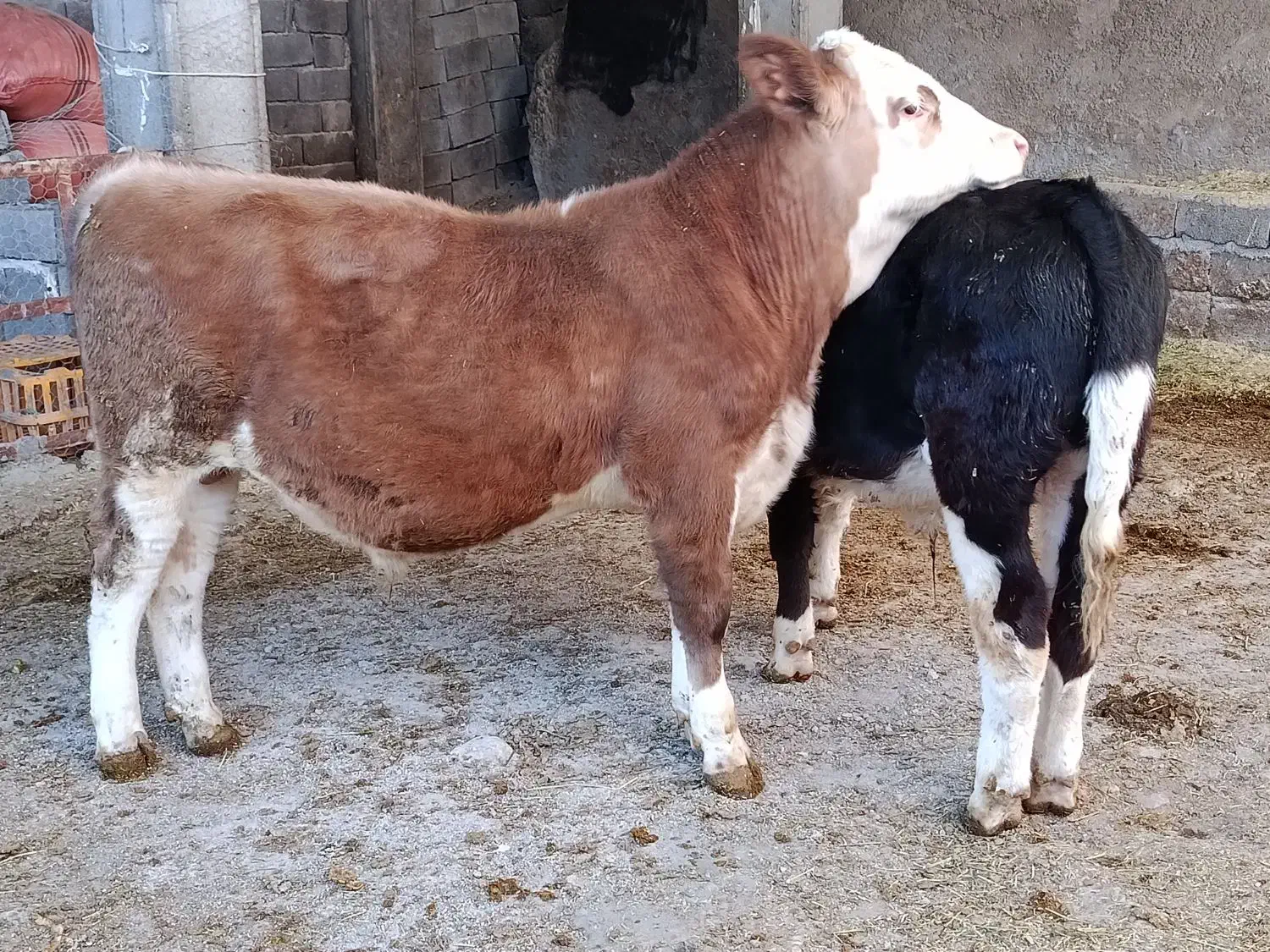 دوراس گوساله نر سیمینتال آنتیک آنتیک جنس بالا|حیوانات مزرعه|سیوان, |دیوار