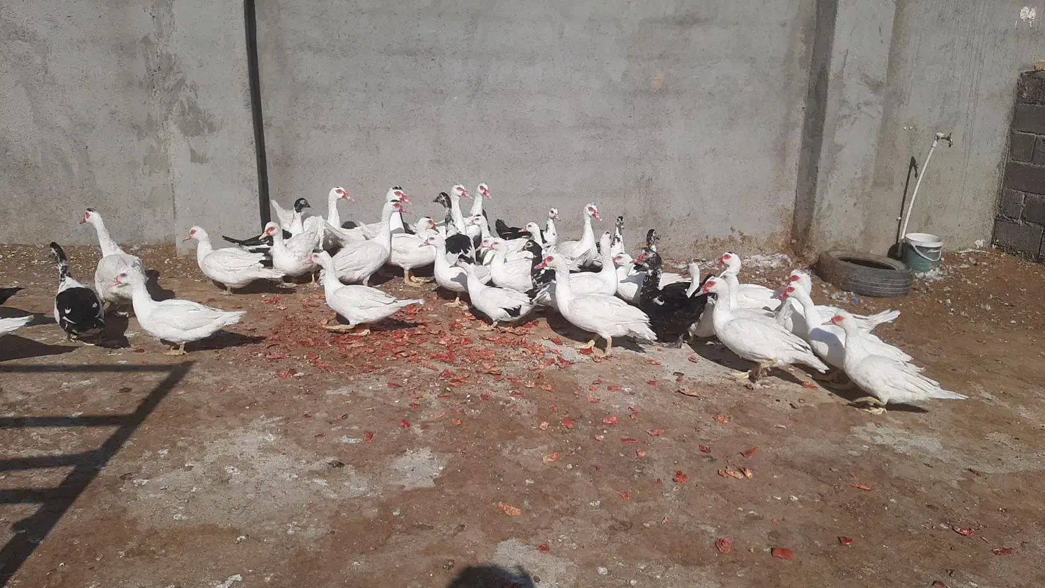 اردک اسراییلی|حیوانات مزرعه|کاشمر, |دیوار