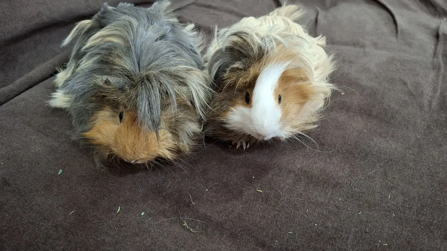 خوکچه هندی فشن مو بلند سنجابی قهوه ای|موش و خرگوش|اهواز, کیان اباد|دیوار