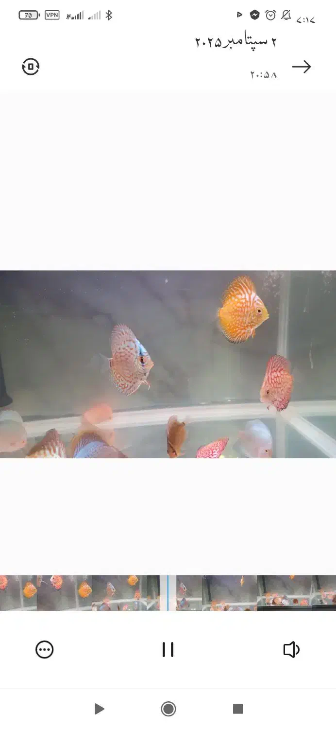 فروش ویژه دیسکس سایز ۳ اینچ|ماهی|بندرعباس, |دیوار