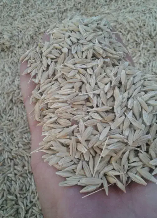 جو دیم مرغوب|خدمات باغبانی و درختکاری|بلداجی, |دیوار