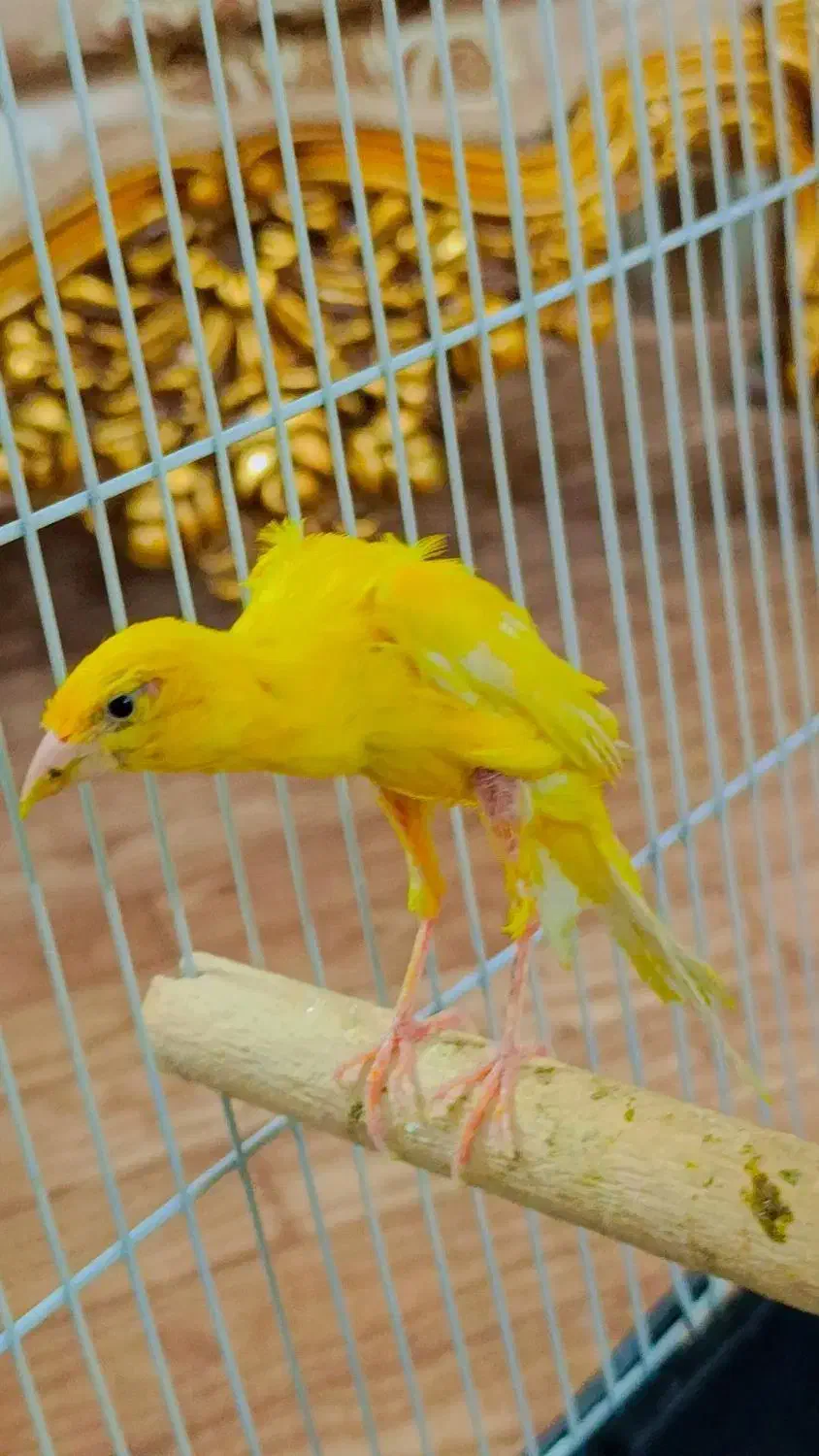 جوجه قناری نر جیبر|پرنده|قرچک, زیبا شهر|دیوار