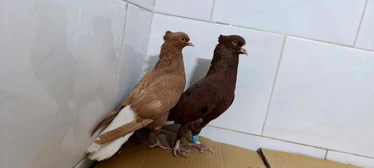 ۲۶عدد دم سفید کاکولی|پرنده|تربتحیدریه, کاشانی|دیوار