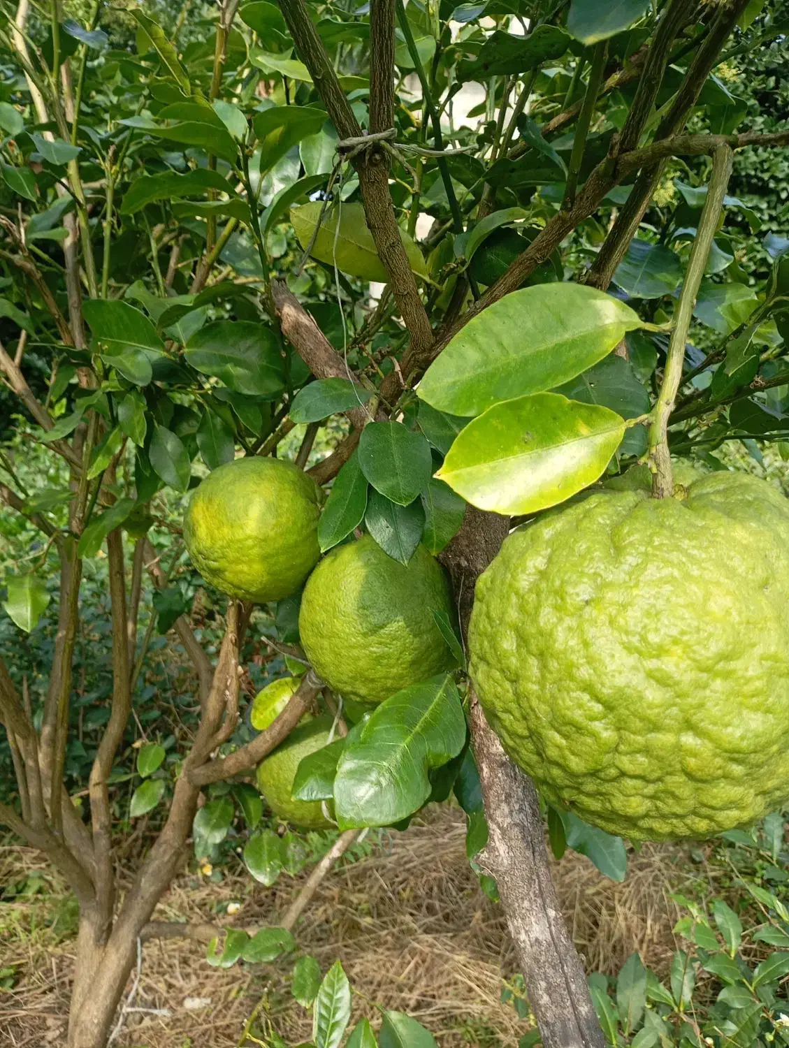 همه نوع گل و گیاه به قیمت جهادی وهمه نوع مرکبات|گل و گیاه طبیعی|آستانه اشرفیه, |دیوار