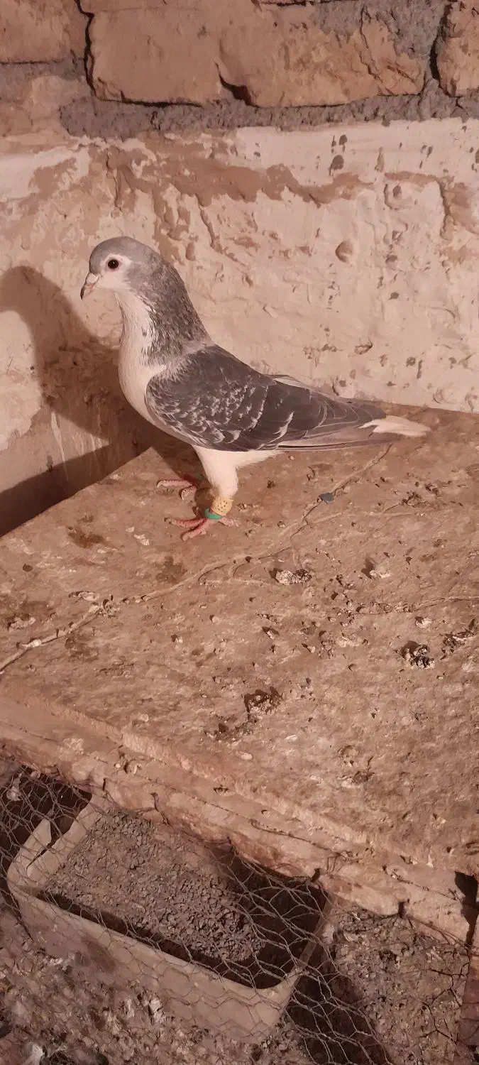 دوتا کبوتر رنگی جفت نر مست|پرنده|پاکدشت, پاکدشت (مامازند)|دیوار