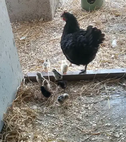 مرغ و جوجه۱روزه|حیوانات مزرعه|فومن, |دیوار